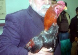Hayvan derneğindeki hayvanlık!