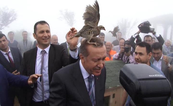 Rize'de Cumhurbaşkanı Erdoğan'ın başına keklik kondu 1