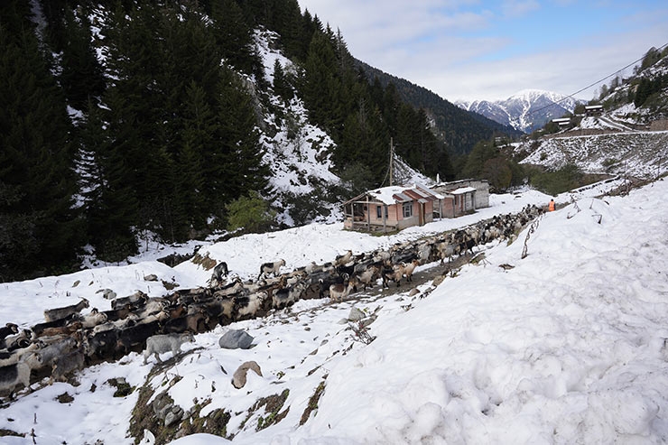 Rize’nin karlı yaylalarından kartpostallık görüntüler 6