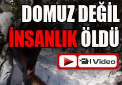 Bu av değil vahşet! VİDEO