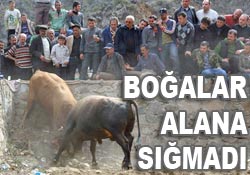 Artvin'de boğa güreşleri başladı