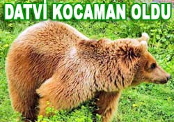 Ayı Datvi'ye bilimsel inceleme