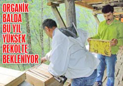 Fındıklı'da organik bal bereketi