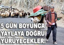 5 gün yol yürüyerek yaylaya çıkıyor!