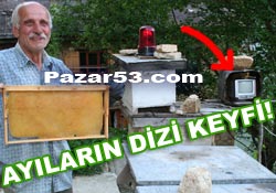 Rizeli arıcı, ayılara TV izlettiriyor!