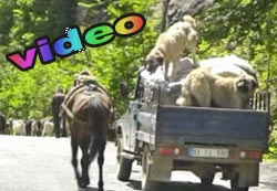 Çamlıhemşin'e yayla göçü