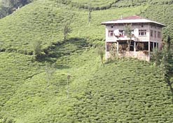 Çay üretimi yüzde 17 düştü