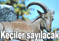 Rize'deki dağ keçilerine özel proje