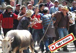 Boğalar ayrı sahipleri ayrı kapıştı!