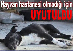 Yaralı köpeğe Jandarma ilgisi