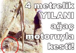 4 metrelik dev yılanı motorla kesti!