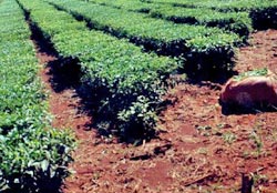 'Çay bahçelerine girmeyin' uyarısı