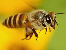 Bal arılarının esrarengiz ölümleri