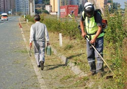 Sahil Yolu'nda ot temizliği başladı