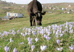 Yayla çiçekleri, mesajı verdi!