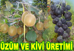 Rizede kivi ve kokulu üzüm atağı