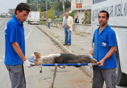 Pazar'da da köpekler kısırlaştırılıyor