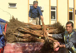 Elma ve hurma fidanı dağıtıldı