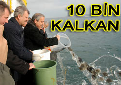 Karadeniz'e 10 bin kalkan atıldı