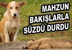 Sokak köpeği ama o da bir anne!