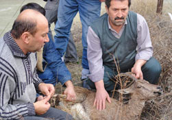 Yaban keçisini raftingciler kurtardı