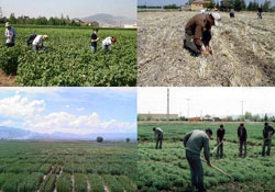 Tarımsal hibe için son gün P.Tesi