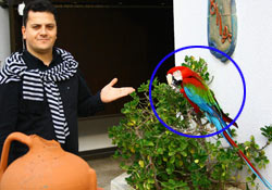 Trabzonspor fanatiği papağan!