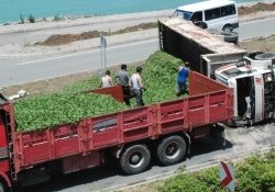 Yaş çay kamyonu devrildi: 1 yaralı