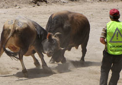 Ayder Festivali, güreşlerle bitti
