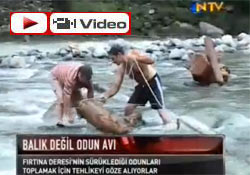 Fırtına deresinde odun avı NTV'de!