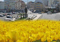 Rize'de lale devri başlıyor!