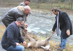 Çamlıhemşin'de karaca bulundu