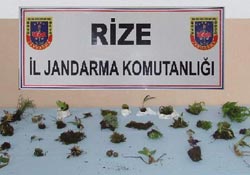 Ayder'de endemik bitki hırsızlığı