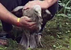 Yaralı akbabayı evcilleştirdi