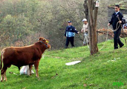 Boğa, 4 mahalleyi ayağa kaldırdı