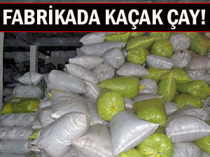 Yöredeki çay fabrikasında kaçak çay!