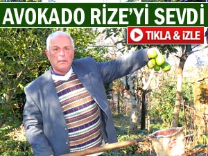 Pazar'da avokado tuttu, bol miktarda meyve çıktı