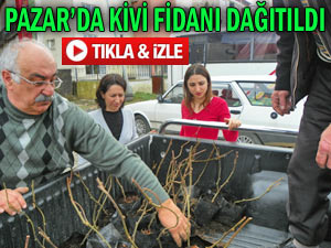 Pazarlı üreticilere kivi fidanı dağıtıldı