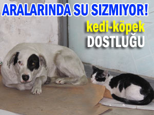 Rize'de kıskandıran kedi-köpek dostluğu