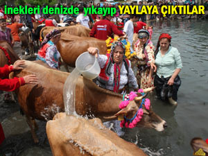 Yayla göçü öncesi inekler denizde yıkandı!