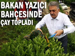 Bakan Yazıcı Rize'de çay topladı