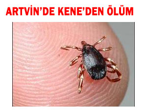 KENE ARTVİN'DE CAN ALDI