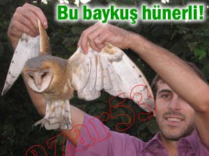 Pazar'da bulunan baykuş, yılda 2 bin fare avlıyor