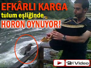 Bu karga, tulumu duyunca horona başlıyor!