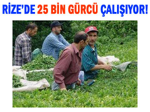 Acı itiraf: Rize'de 25 bin Gürcü işçi çalışıyor!