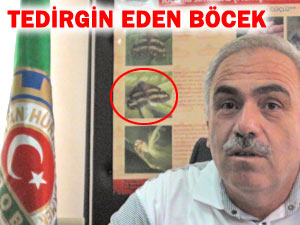 Bu böceği yok etmek için seferber olundu!