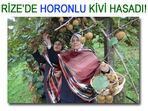 RİZE'DE KİVİ HASADINA HORONLA BAŞLANDI!