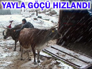 Yaylalara kar yağdı, göçler hızlandı