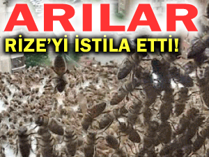 RİZE'DE ARILAR MARKETİ İŞGAL ETTİ!