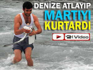 Yan yatan tekneyi bırakıp martıyı kurtardı